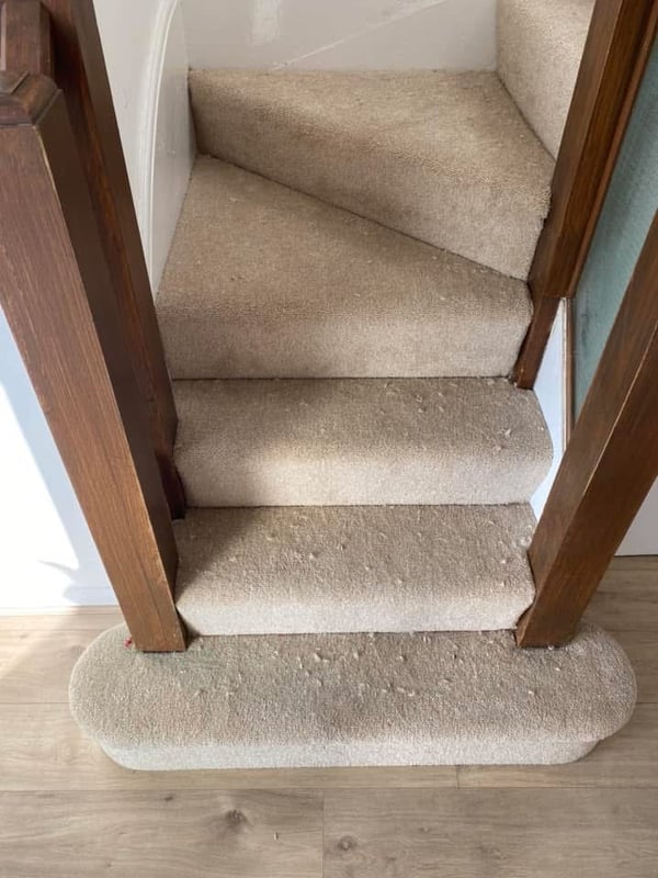 Beige stair carpet with bullnose